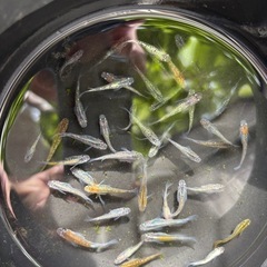 いろんなメダカ30匹(交渉中)
