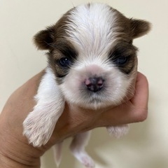 ♡シーズー子犬♡