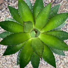 アガベ　ホリダ　大株の画像