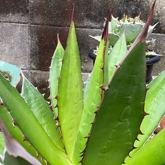 アガベ　ホリダ　大株の画像