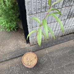 ユーカリ鉢植えと各種苗