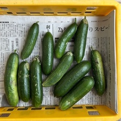 きゅうり