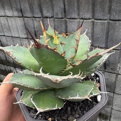 アガベ　オアハカ　オテロイ　