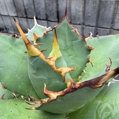 アガベ　オアハカ　オテロイ　の画像