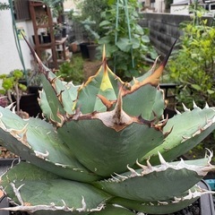 アガベ　オアハカ　オテロイ　の画像