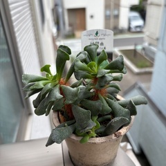 【多肉植物】子株いっぱい付きの鉢ごと、差し上げます