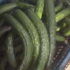 きゅうり 1kg〜