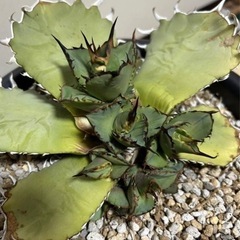 アガベ　オアハカ　オテロイ　の画像