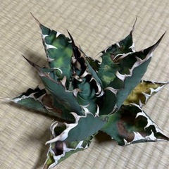 アガベ　オアハカ　オテロイ　の画像