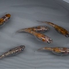 三色ラメメダカ　有精卵20個➕α