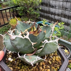 アガベ　白鯨　ハクゲイ　うねり