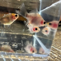 MIX　金魚　生後2ヶ月　色変わり前　