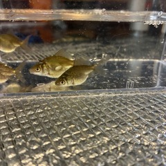 MIX　金魚　生後2ヶ月　色変わり前　の画像
