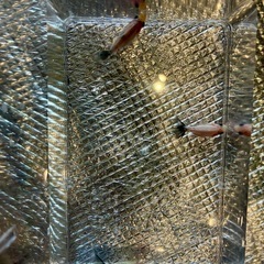 MIX　金魚　生後2ヶ月　色変わり前　の画像