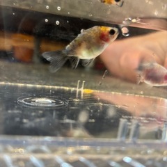 MIX　金魚　生後2ヶ月　色変わり前　の画像