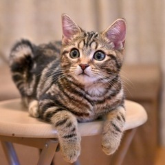 猫好きの会