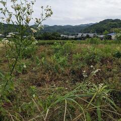 草刈りします！