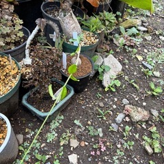 【受付終了】【20%オフ　6/21】フォッケア　エドュレス　火星人　観葉植物　塊根植物　多肉植物　ビザールプランツ　レアプランツ　ガーデニング　植物　グリーン　趣味　盆栽　葉　花　庭　草　多肉植物の画像