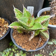 アガベ　チタノタ　多頭　観葉植物　塊根植物　多肉植物　ビザールプ...