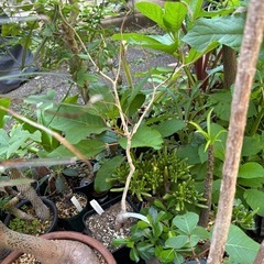 バオバブ　マダガシカリエンシス　観葉植物　塊根植物　多肉植物　ビ...