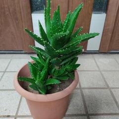 🪴完全無農薬のアロエ