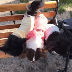 犬友