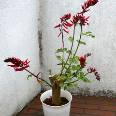 サンゴシトウ　珊瑚刺桐