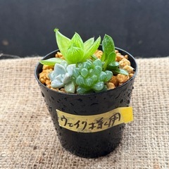   多肉植物　寄せ植え 一旦ストップ中です🙇🏼‍♀️。     ...