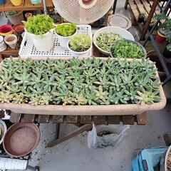 多肉植物　秀麗６０株