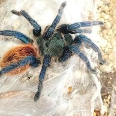 タランチュラ　グリーンボトルブルー　雄