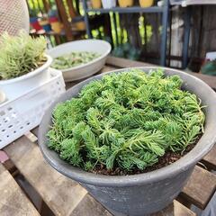 多肉植物　パリダムの画像