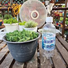 多肉植物　パリダムの画像