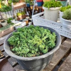 多肉植物　パリダムの画像