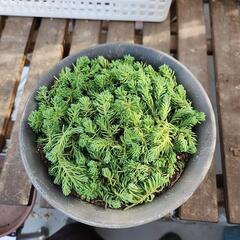 多肉植物　パリダムの画像
