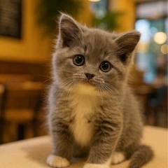 純血の仔猫