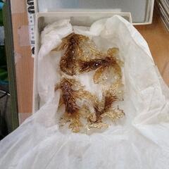 0612-293 ツリー飾り