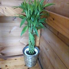 観葉植物