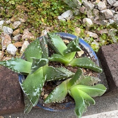 【多肉植物】フォーカリア 荒波の子株いっぱい付きの鉢ごと、差し上げます