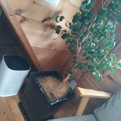 観葉植物