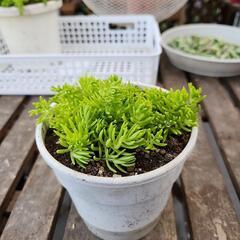 多肉植物　ゴールドビューティー