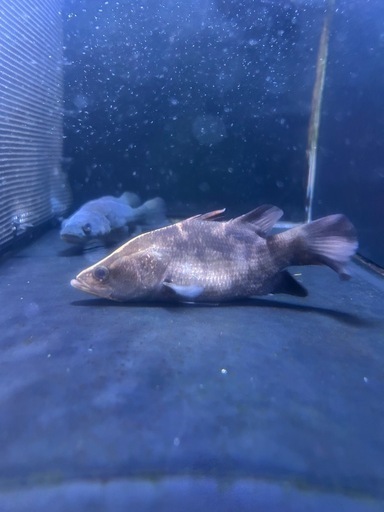 バラマンディショート