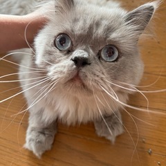 昔保護した2歳のヒマラヤン男の子