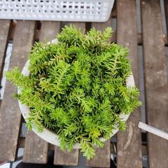 多肉植物　森村万年草の画像