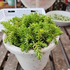 多肉植物　森村万年草