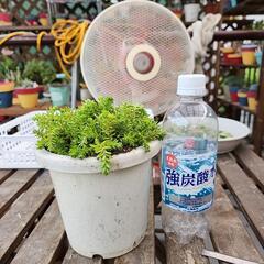 多肉植物　森村万年草の画像