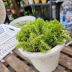 多肉植物　森村万年草の画像
