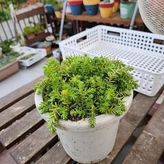 多肉植物　森村万年草の画像