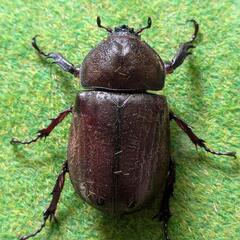 カブトムシペアの画像