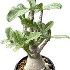 アデニウム　タイソコトソラナム　観葉植物　塊根植物　多肉植物　ビ...