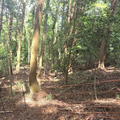 ★★ 1119坪の山林！キャンプ用地として山開拓したい方 ★★